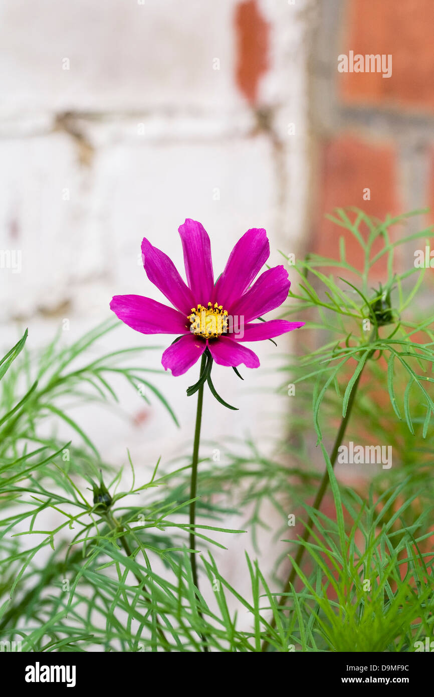 Cosmos bipinnatus flower against an old brick wall. Stock Photo
