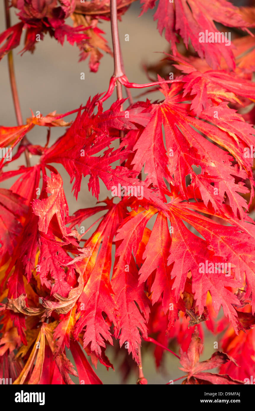 Bright red fall maple leaves Stock Photo - Alamy