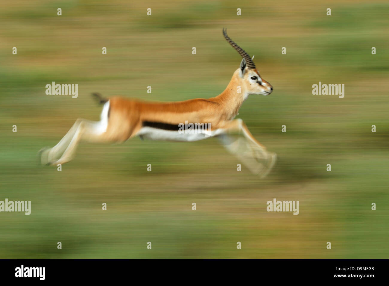 Thomson gazelle running, Serengeti, Tanzania Stock Photo