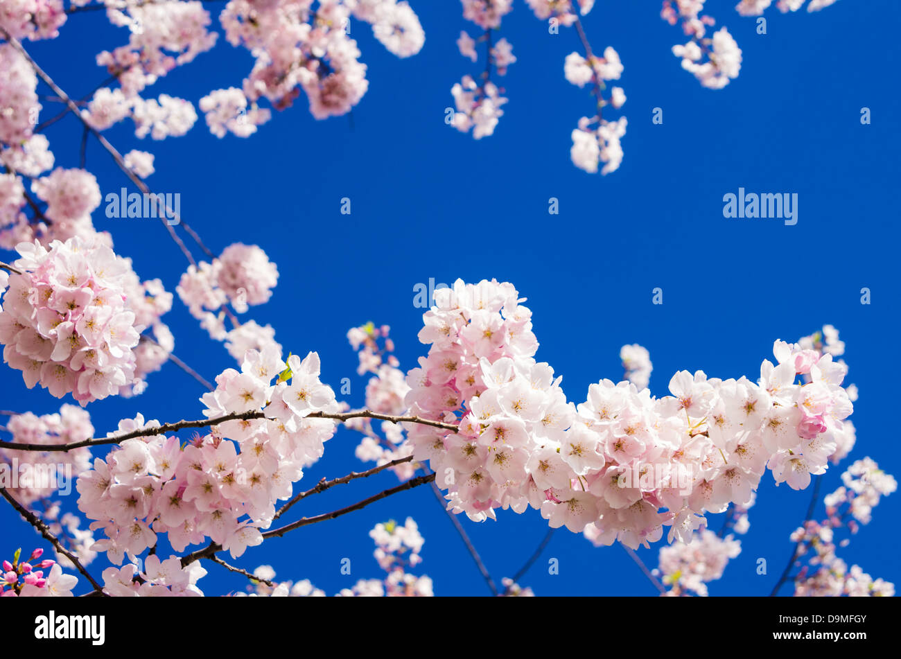 Pink flowering cherry trees with deep blue sky Stock Photo