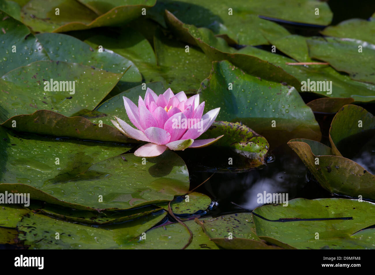 Arne Nature Reserve High Resolution Stock Photography and Images - Alamy