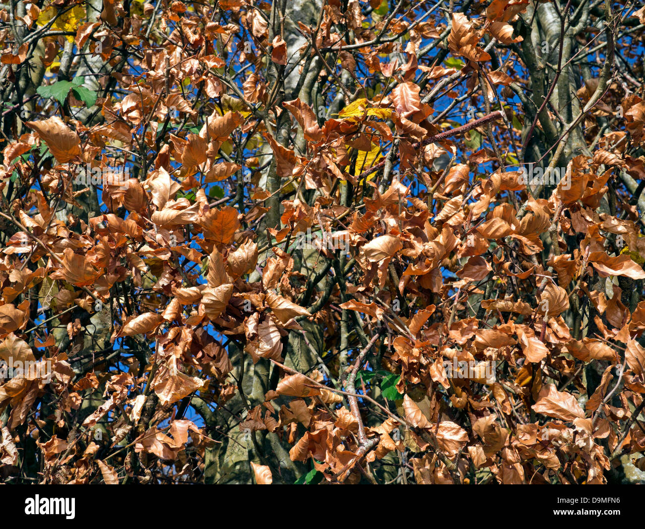 Copper Beech hedge in winter Stock Photo Alamy