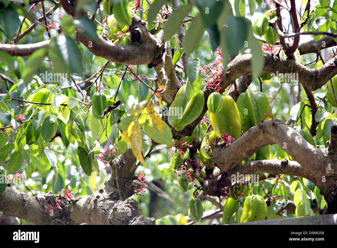 Star apple tree hires stock photography and images Alamy