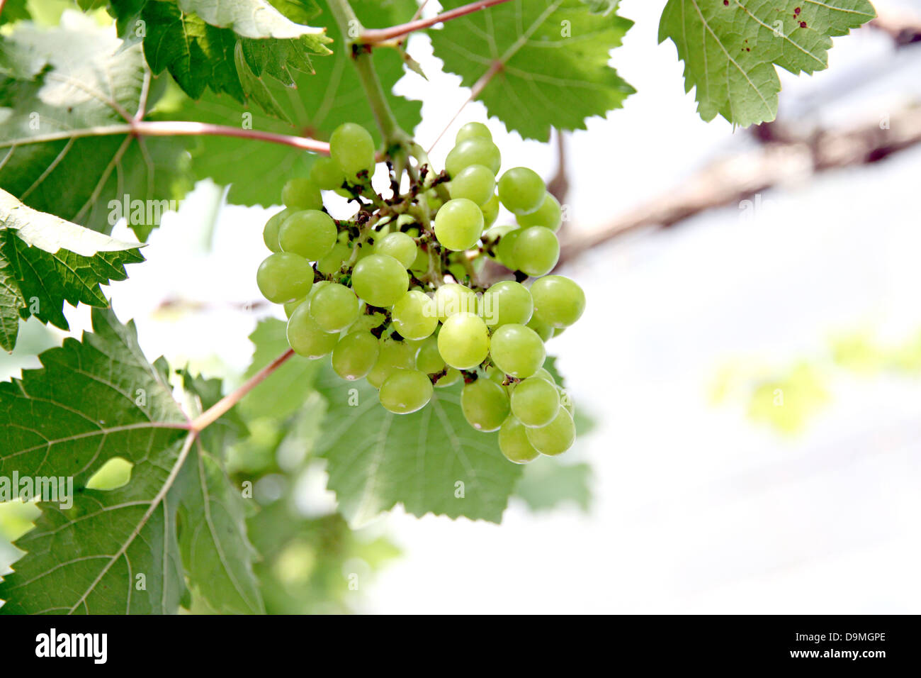 The Green seedless grapes on the tree Stock Photo Alamy