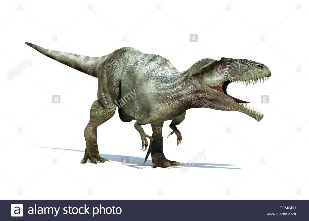 Giganotosaurus Dinosaur Stock Photos & Giganotosaurus Dinosaur Stock