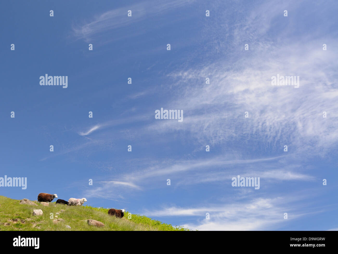 Sheep and blue sky in typical English countryside in summer Stock Photo