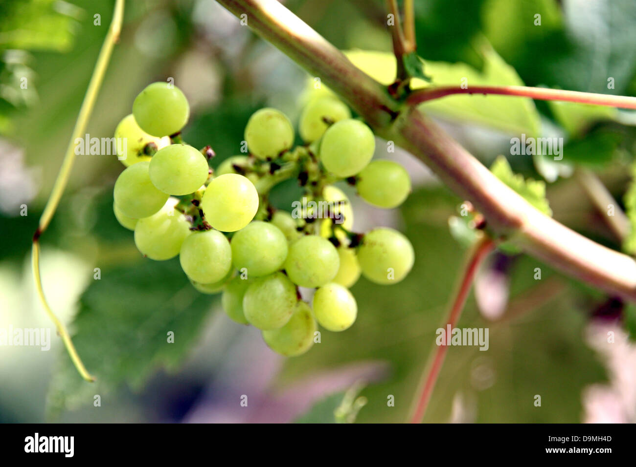 The Green seedless grapes on the tree Stock Photo Alamy
