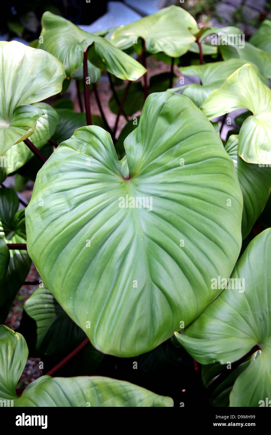 The Anthurium andraeanum Leaves in the garden Stock Photo - Alamy