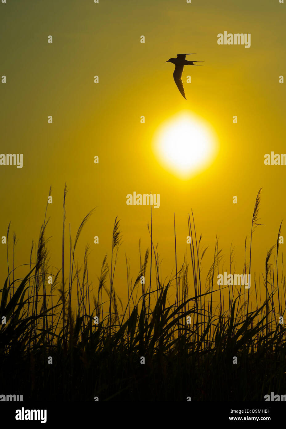 Nobody south merrick hires stock photography and images Alamy