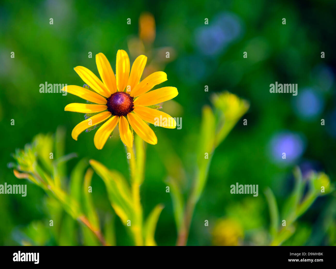 Susan point hi-res stock photography and images - Alamy