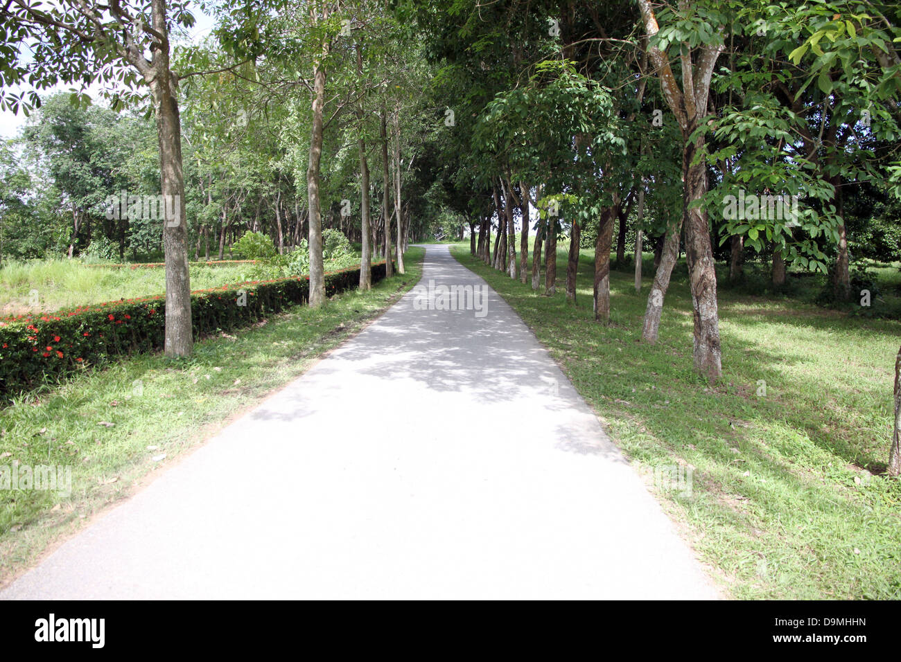 Trees on either side of her hi-res stock photography and images - Alamy