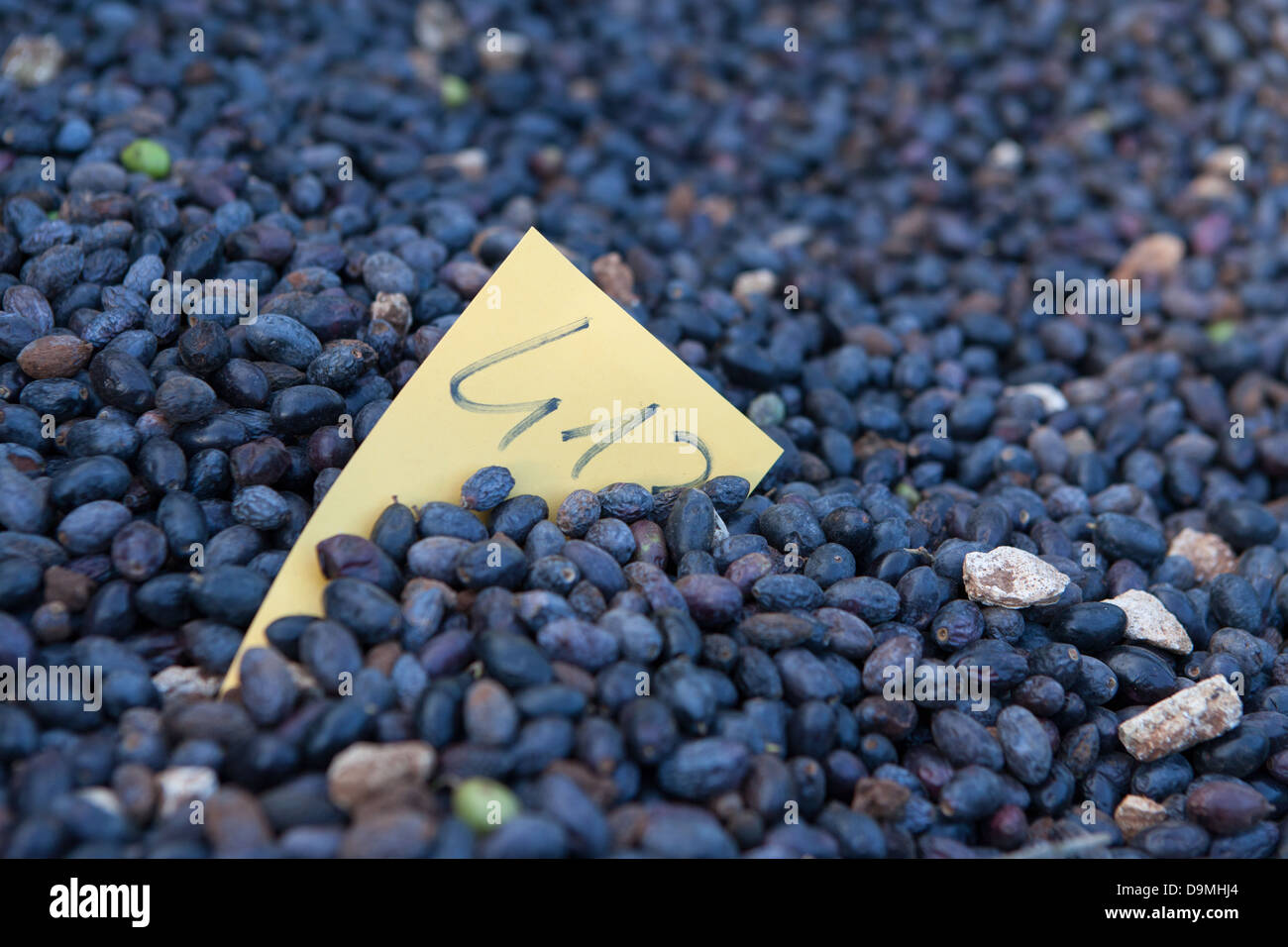 Black Olives in crates waiting to be processed into Virgin Olive Oil at