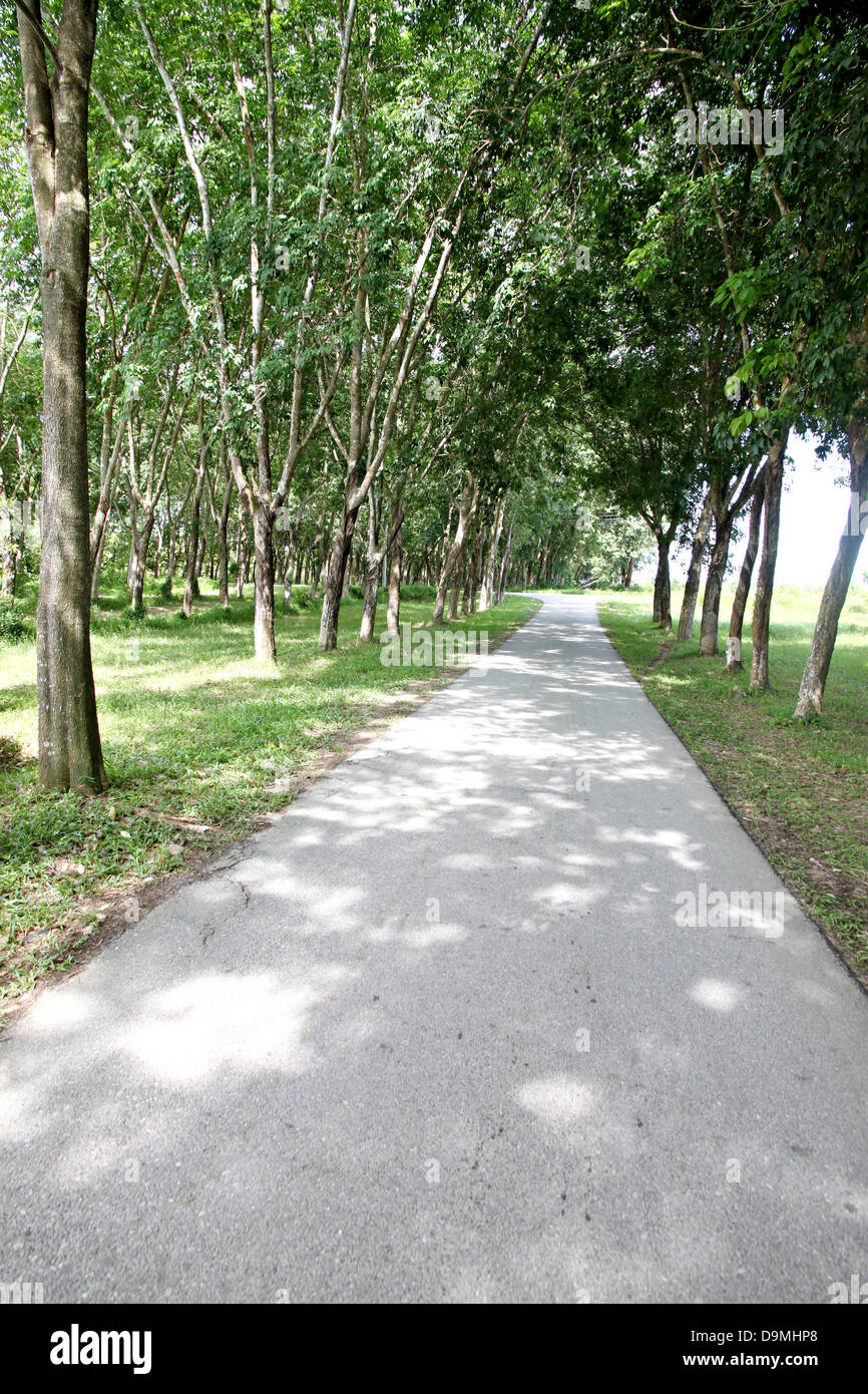 Trees on either side of her hi-res stock photography and images - Alamy
