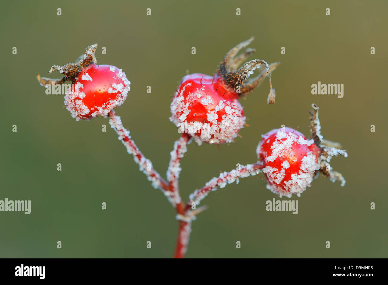 Rose apple fruit hi-res stock photography and images - Alamy