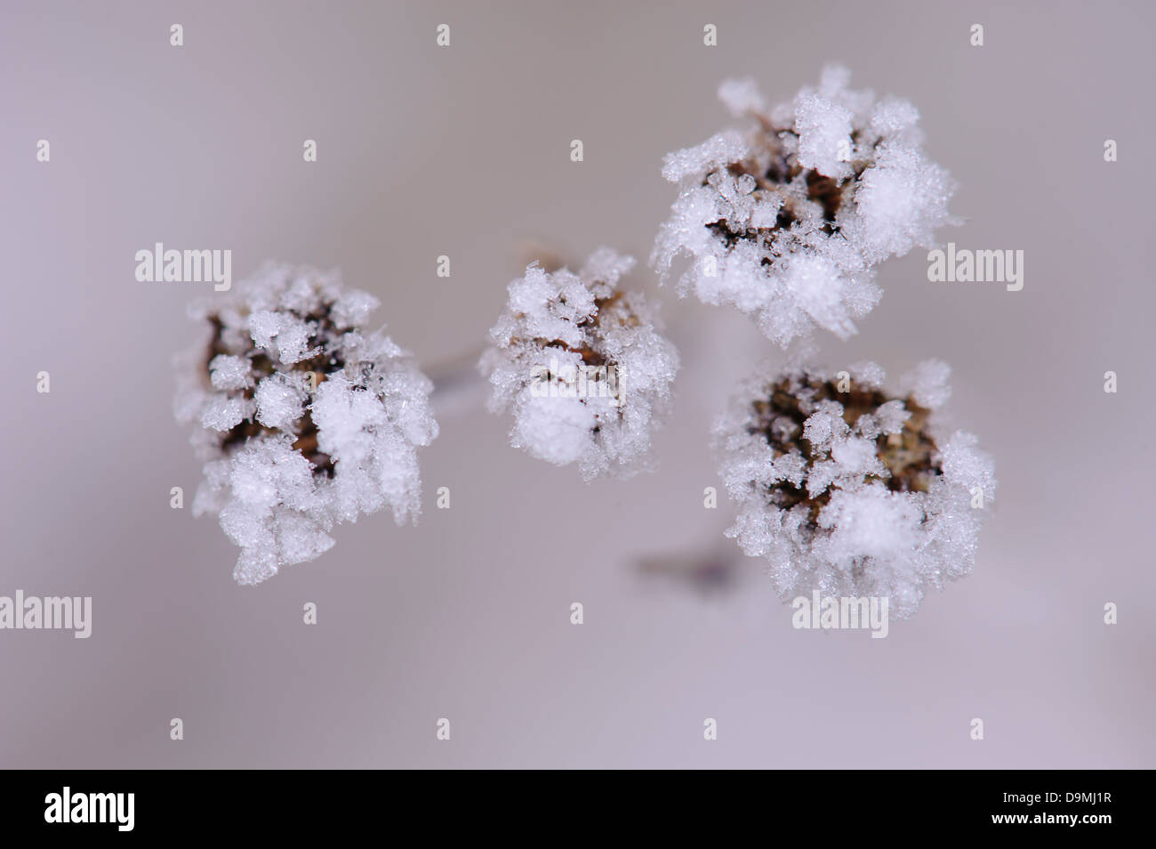 Ice ice-crystals form margin fern Syn.: Chrysanthemum vulgare Tanacetum vulgare water winter Stock Photo