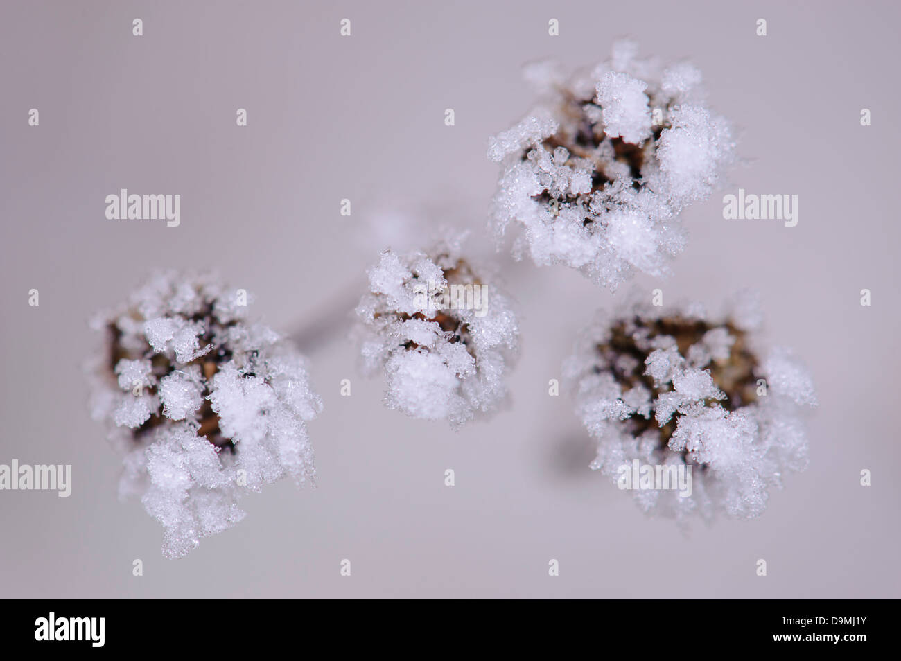 Ice ice-crystals form margin fern Syn.: Chrysanthemum vulgare Tanacetum vulgare water winter Stock Photo