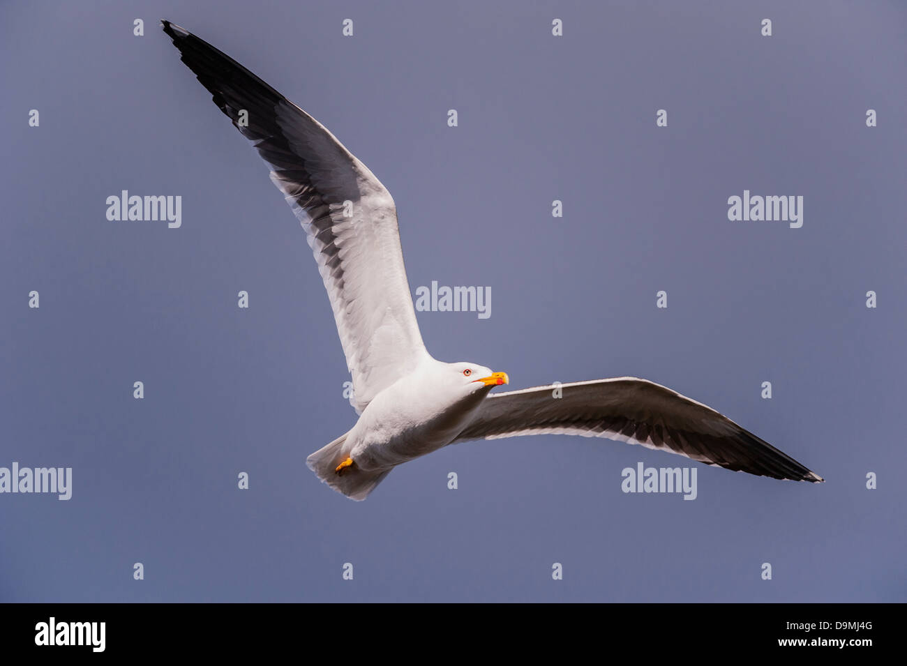 A Lesser black-backed gull (Larus fuscus) in flight in the Uk Stock Photo
