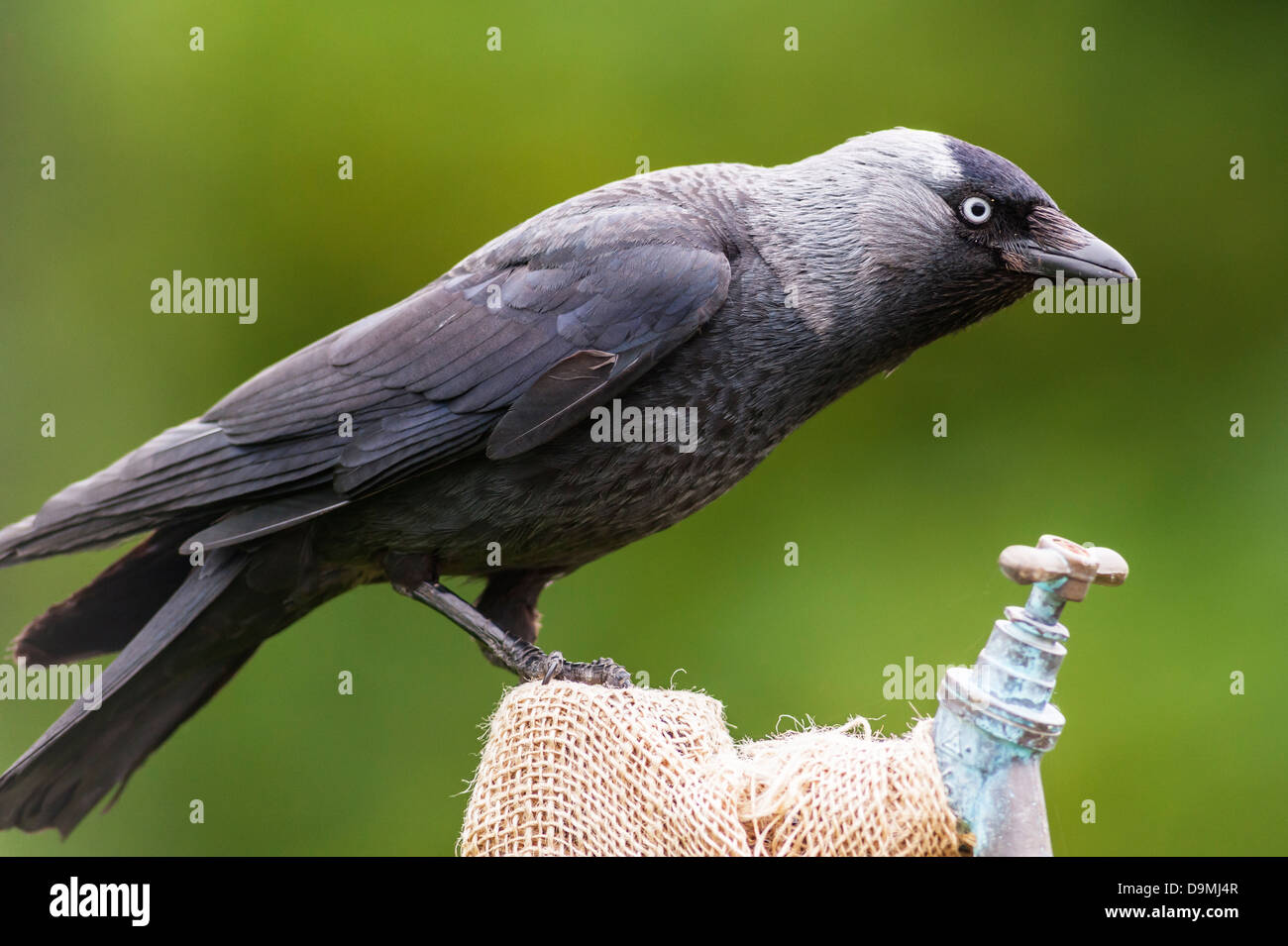 A Jackdaw ( corvus monedula ) in the Uk Stock Photo