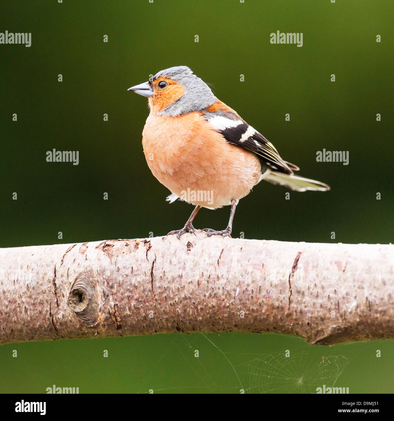 A Male Chaffinch (Fringilla coelebs) in the uk Stock Photo