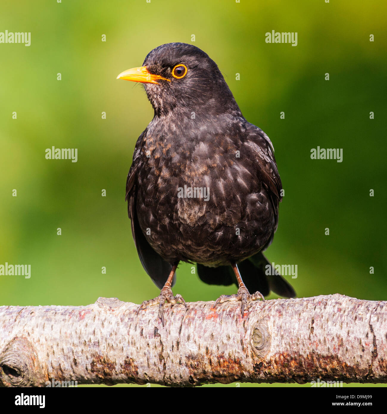 A Young Male Blackbird Sitting on Branch (Turdus merula) in the Uk Stock Photo