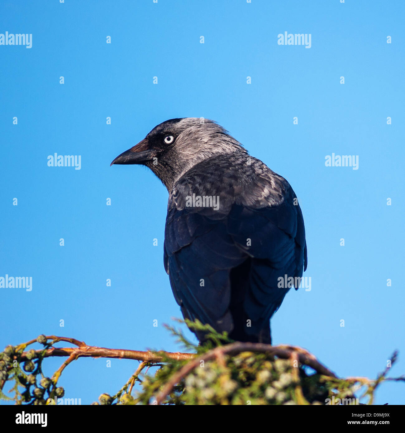 A Jackdaw ( corvus monedula ) in the Uk Stock Photo