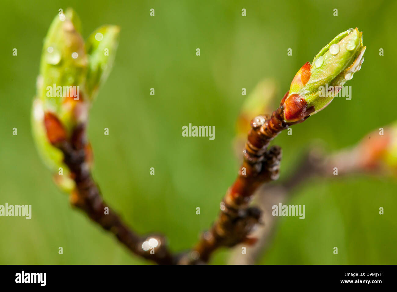 Young Green Tree Leaf Budding in early spring Stock Photo Alamy