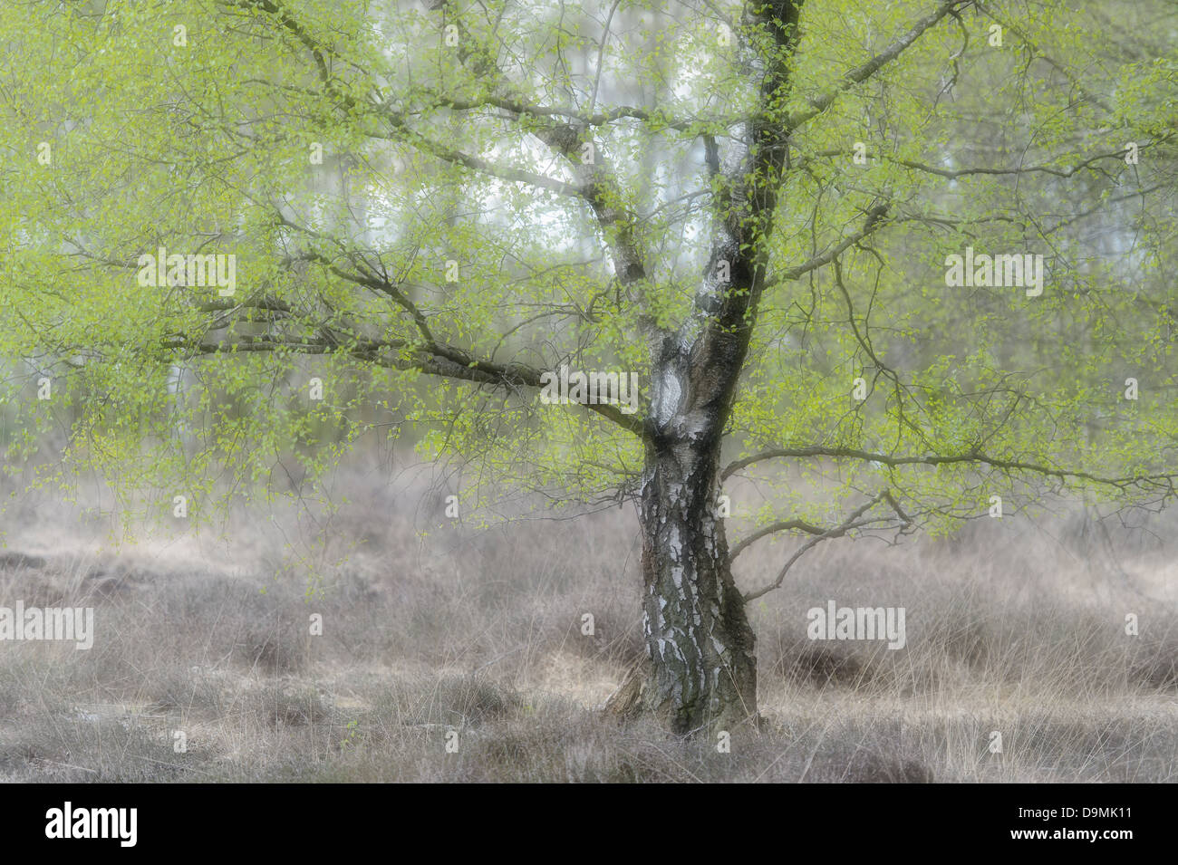 Birch Emsland green Stock Photo