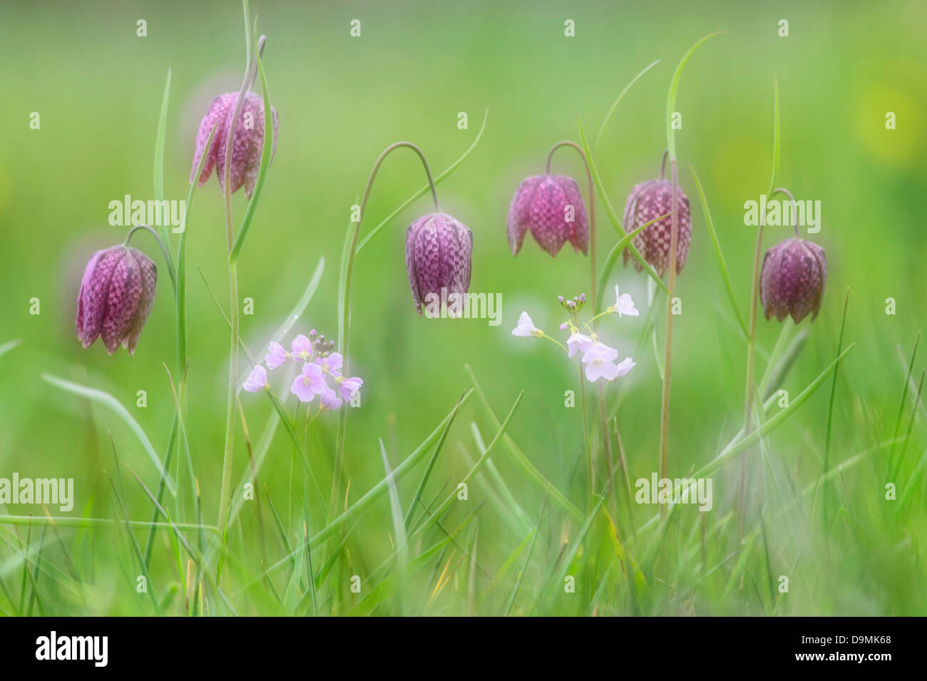 Flower wet grasslands Fritillaria meleagris Fruehblueher Fr?hbl?her lily plant chess flower chess board flower Snake's Head Frit Stock Photo