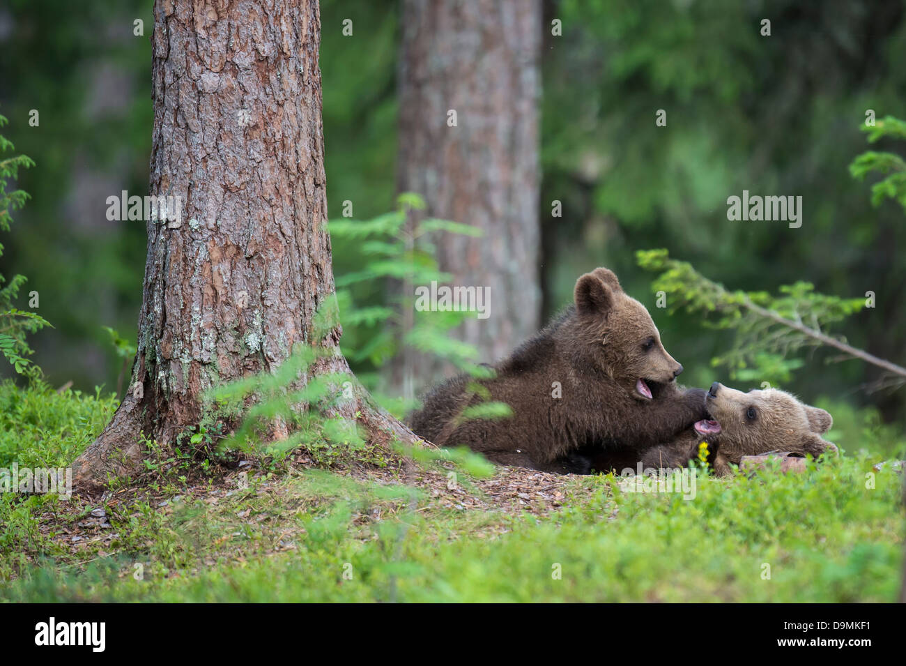 Brown bear brown bear what do you see hires stock photography and