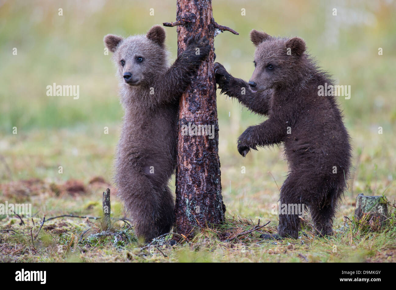 Brown bear Stock Photo