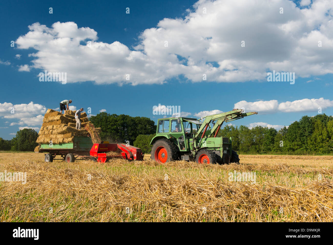 Harvest harvest time grain grain harvest Landwirtschschaft summer straw