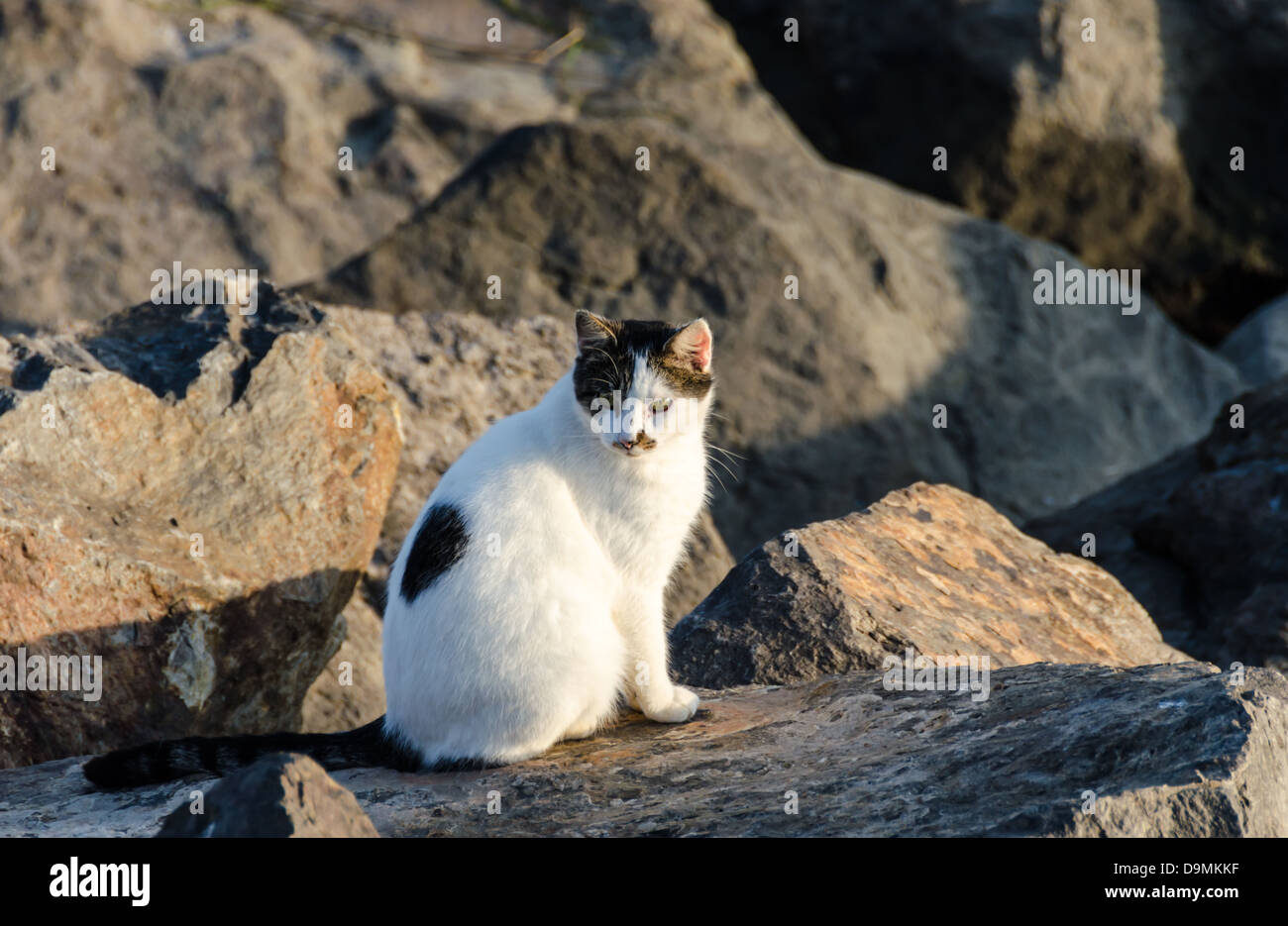 Feral Cat along the San Diego River Jetty. San Diego, California, United States. Stock Photo