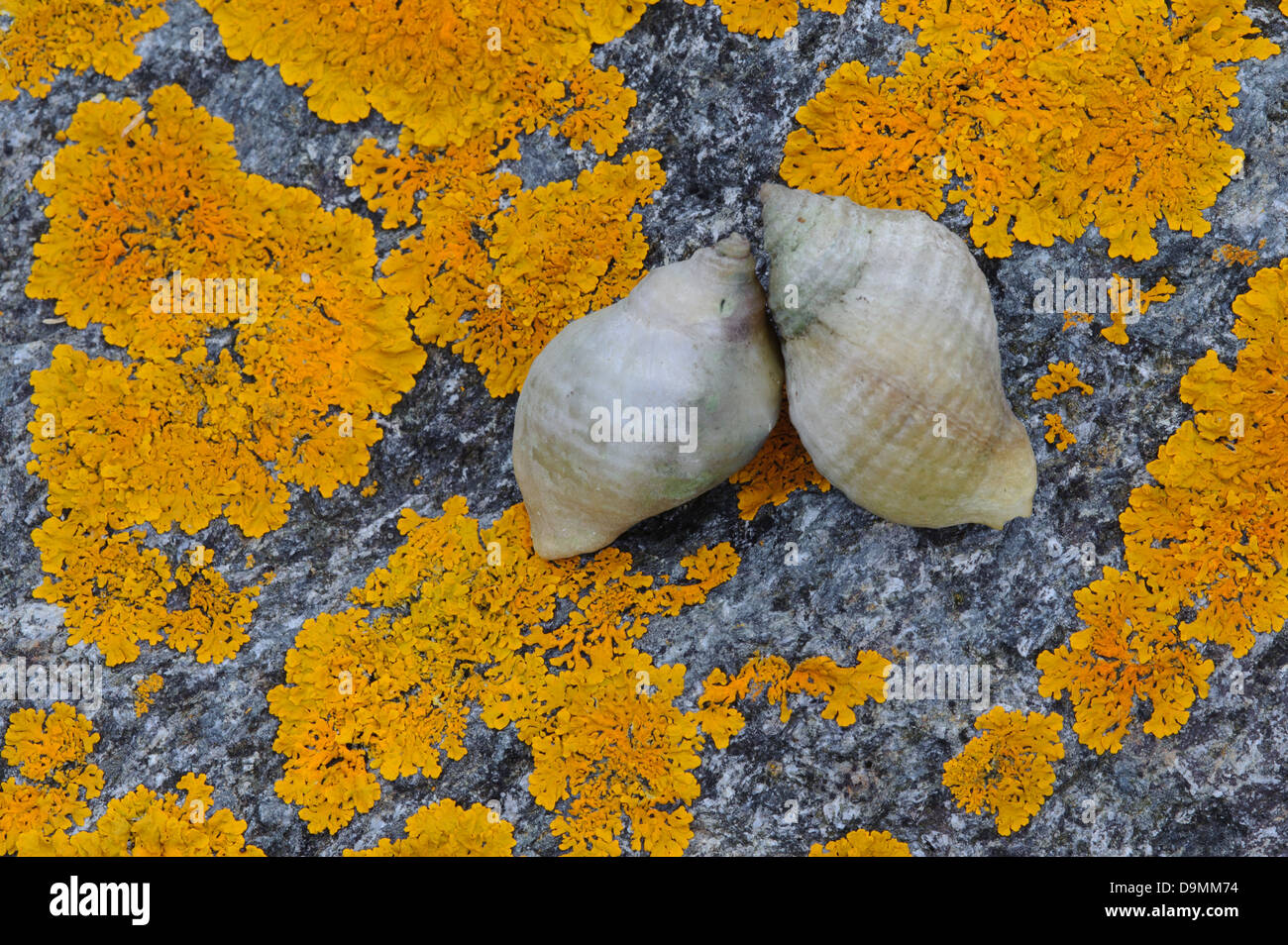 Horn-rimmed snails on lichens Stock Photo
