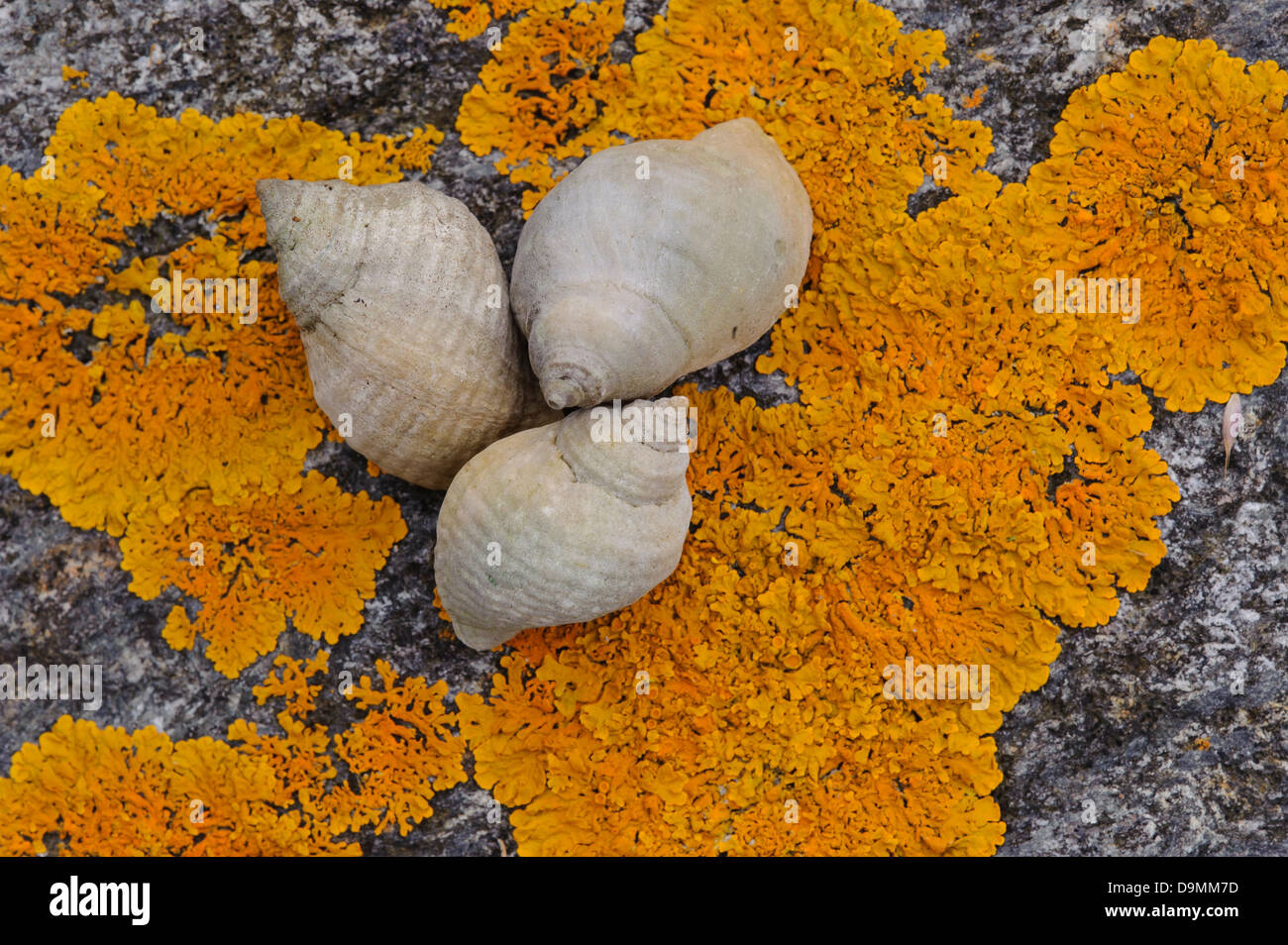 Horn-rimmed snails on lichens Buccinidae rock lichens horn-rimmed snail horn-rimmed snails coast mosses Norway Norway orange Stock Photo
