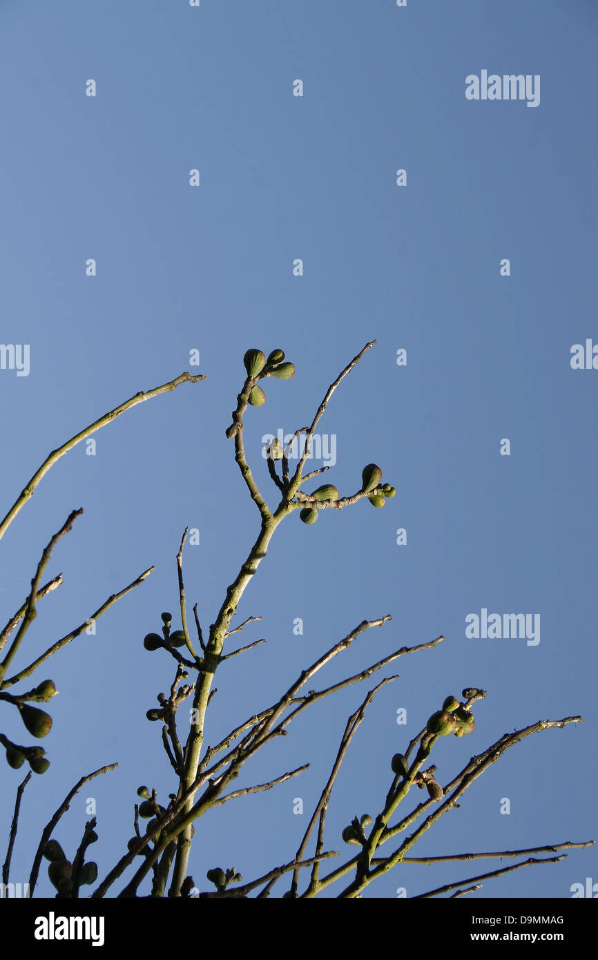 fig tree against blue sky background Ficus carica Stock Photo - Alamy