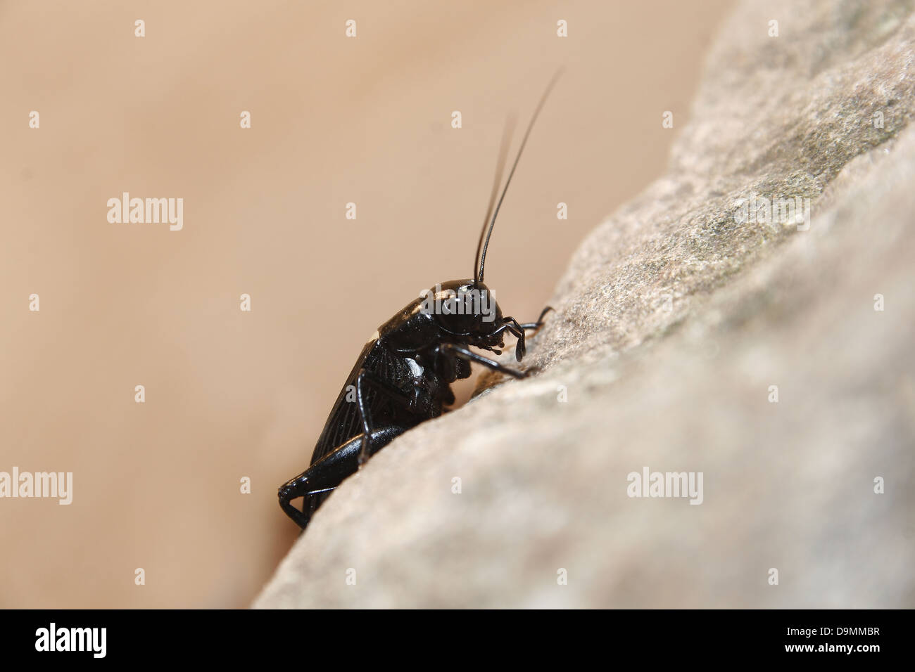black cricket perched on rock in vivarium Gryllus assimilis Stock Photo