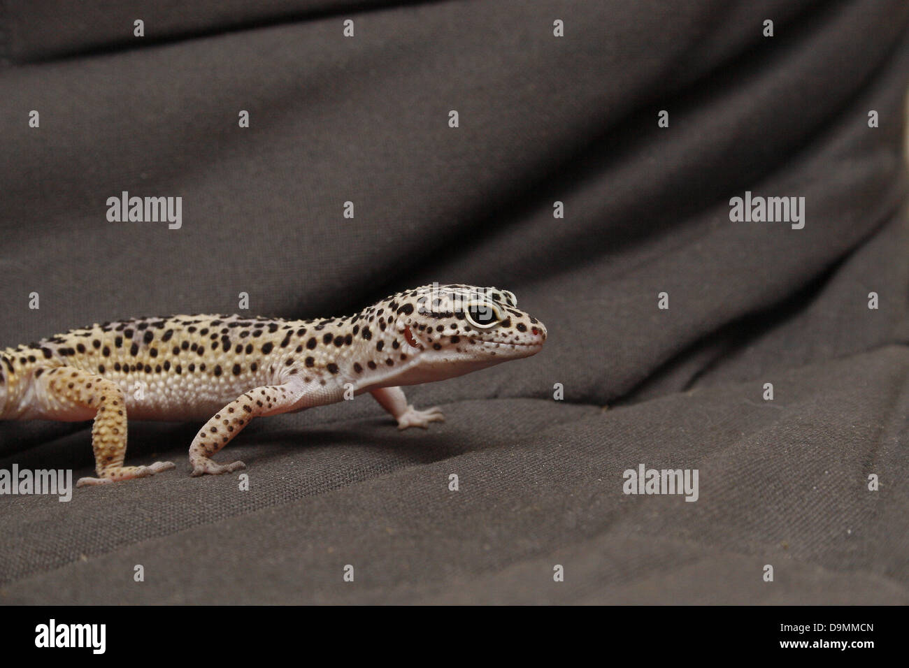 leopard gecko crawling on black fabric Eublepharis macularius Stock Photo