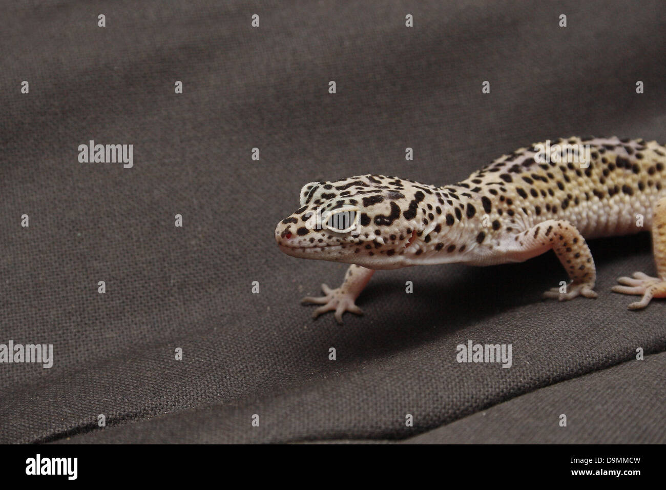 leopard gecko crawling on black fabric Eublepharis macularius Stock Photo