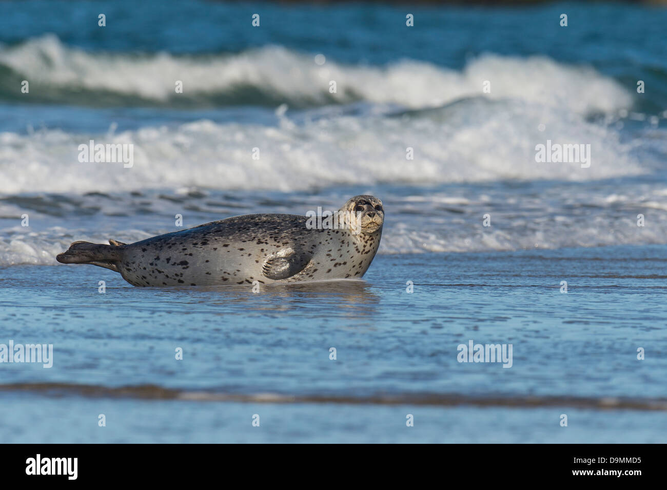 Cone seal in the North Sea Halichoerus grypus Stock Photo