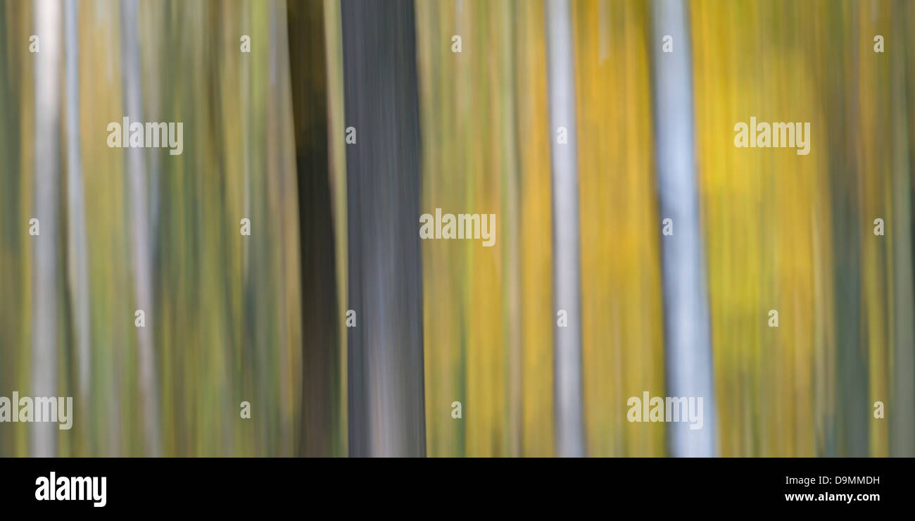 Abstract Baueme, wood Stock Photo