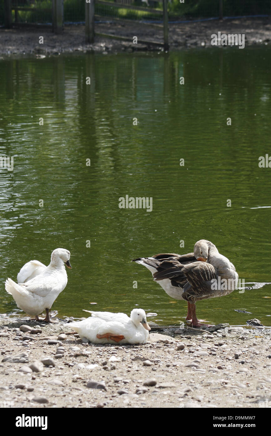 white ducks and Grey lag goose Anas platyrhynchos domesticus Anser anser Stock Photo