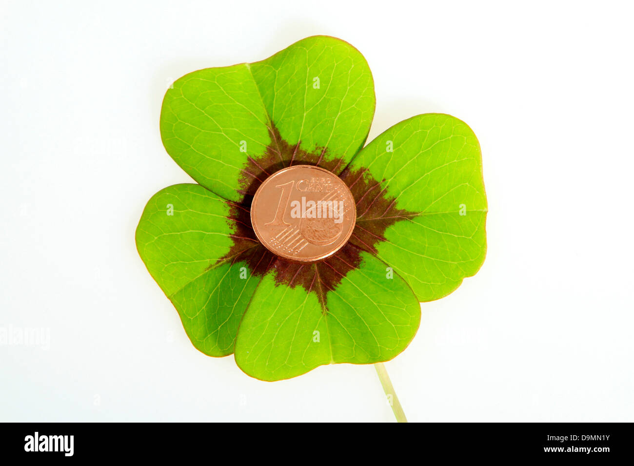 4-leaved cloverleaf with luck cent in the middle Stock Photo