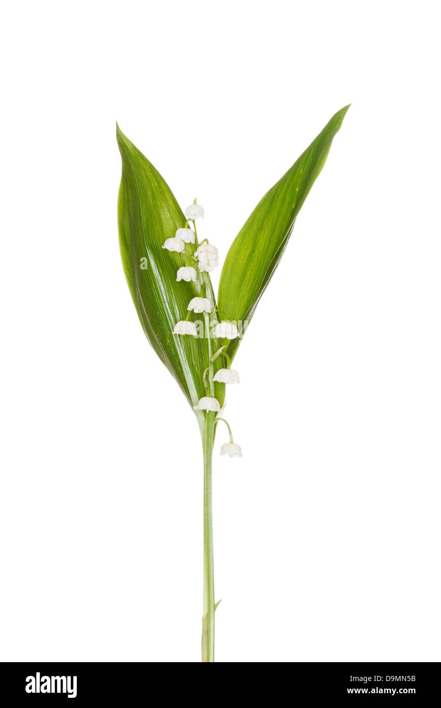 Lily of the Valley isolated on white Stock Photo - Alamy