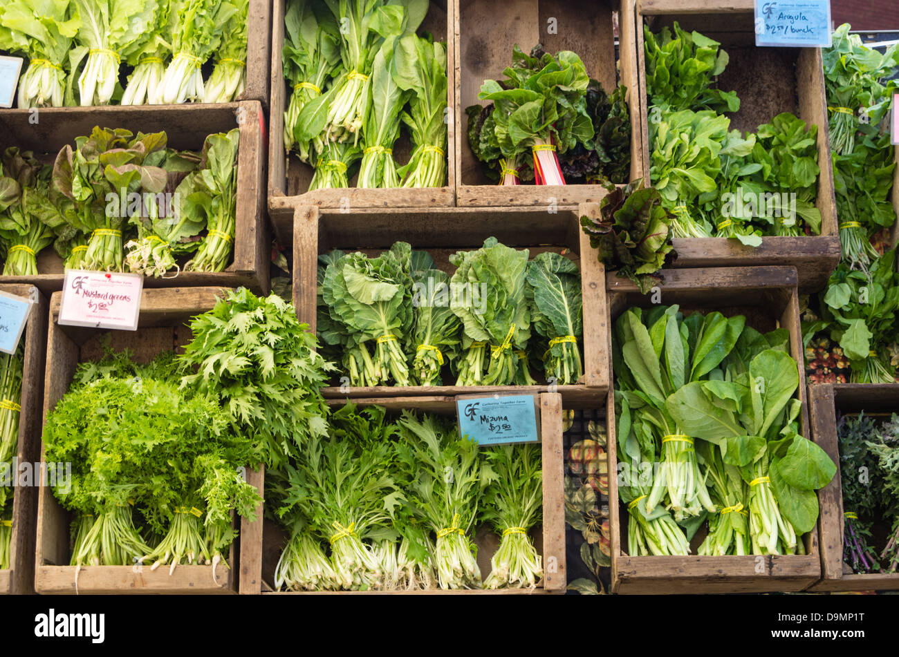 Portland Oregon United States. Freshly harvested salad greens on display at the farmer's market Stock Photo
