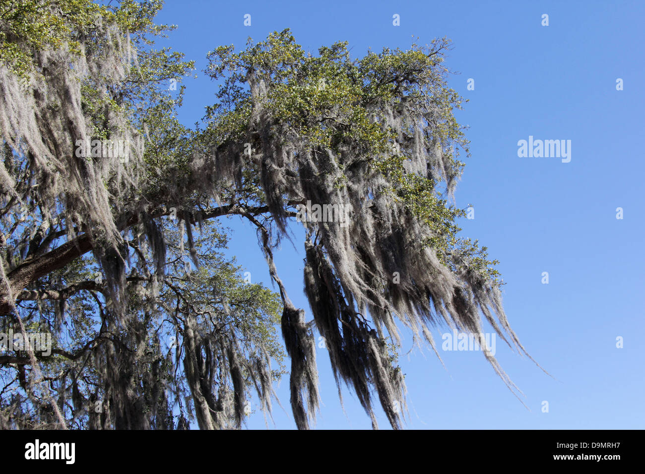 Moss growing on trees Stock Photo - Alamy