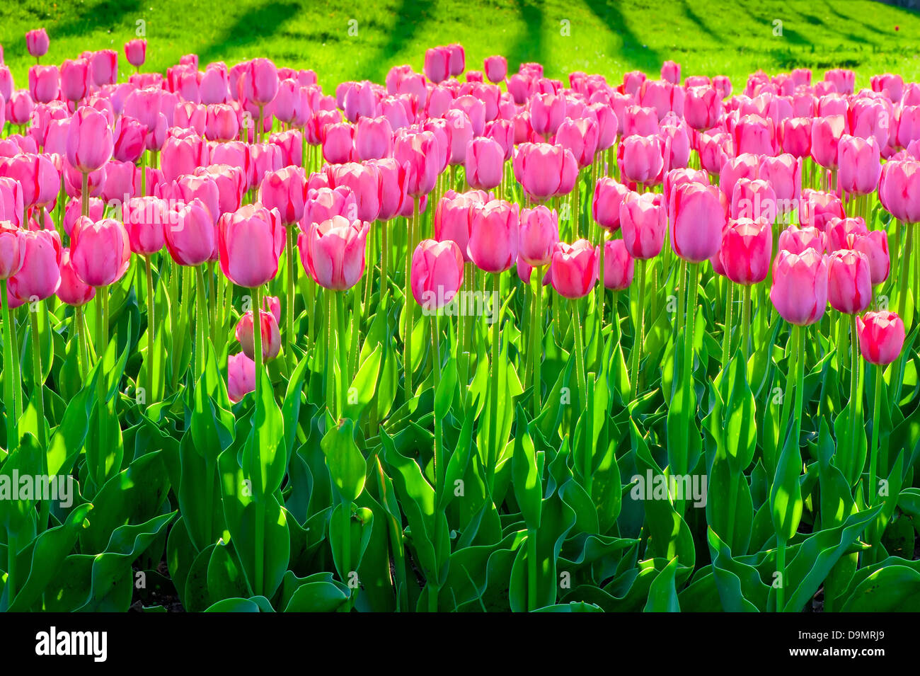 beautiful pink tulips in the garden Stock Photo - Alamy