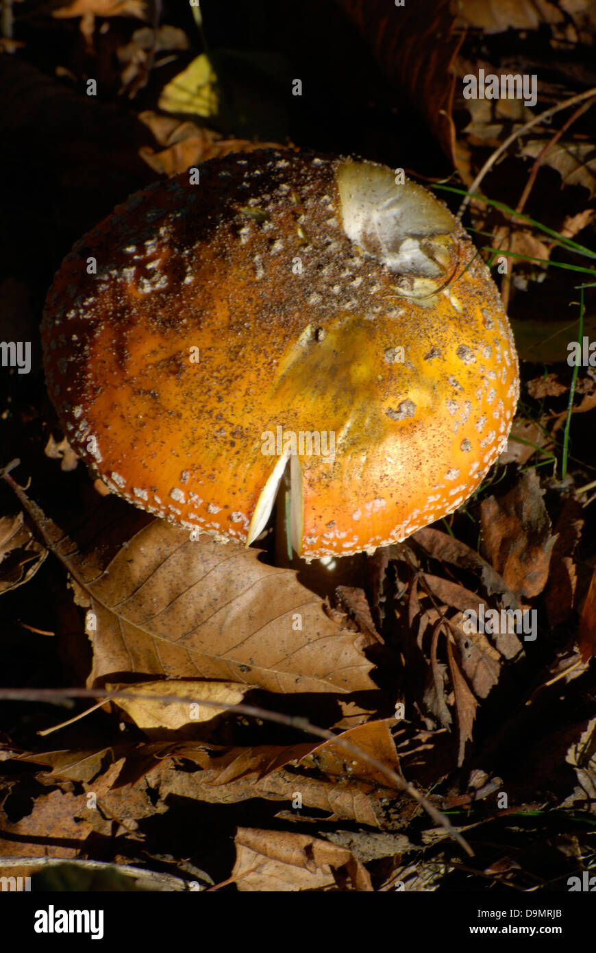 Autumn toadstool in woodland setting Stock Photo