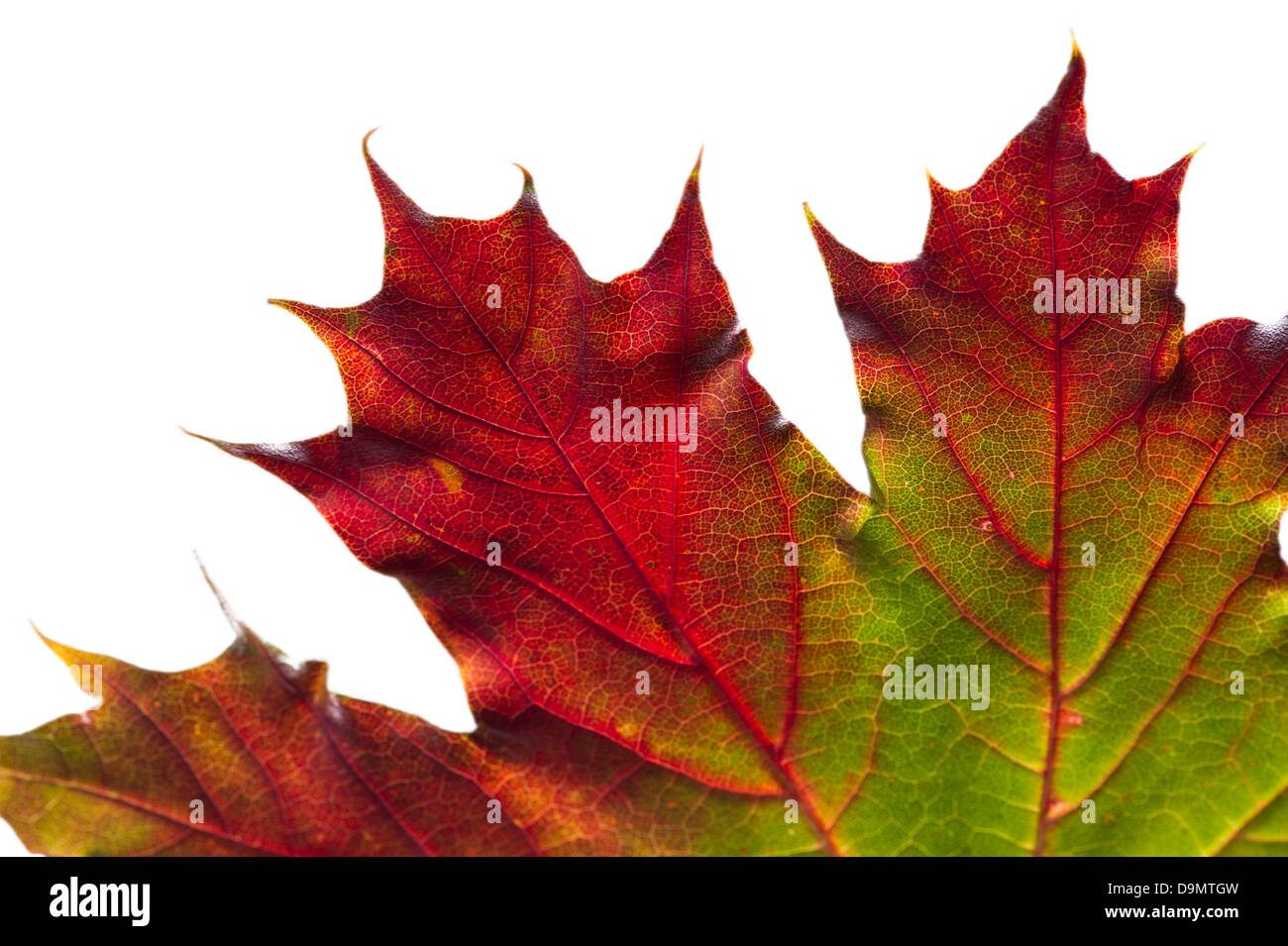 Foliage and structure hi-res stock photography and images - Alamy