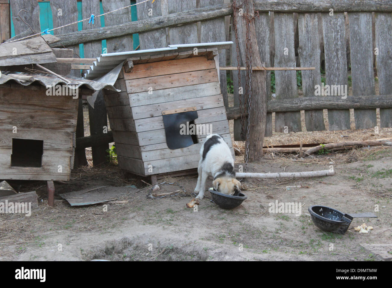 image of dog on a chain eating near the kennel Stock Photo Alamy