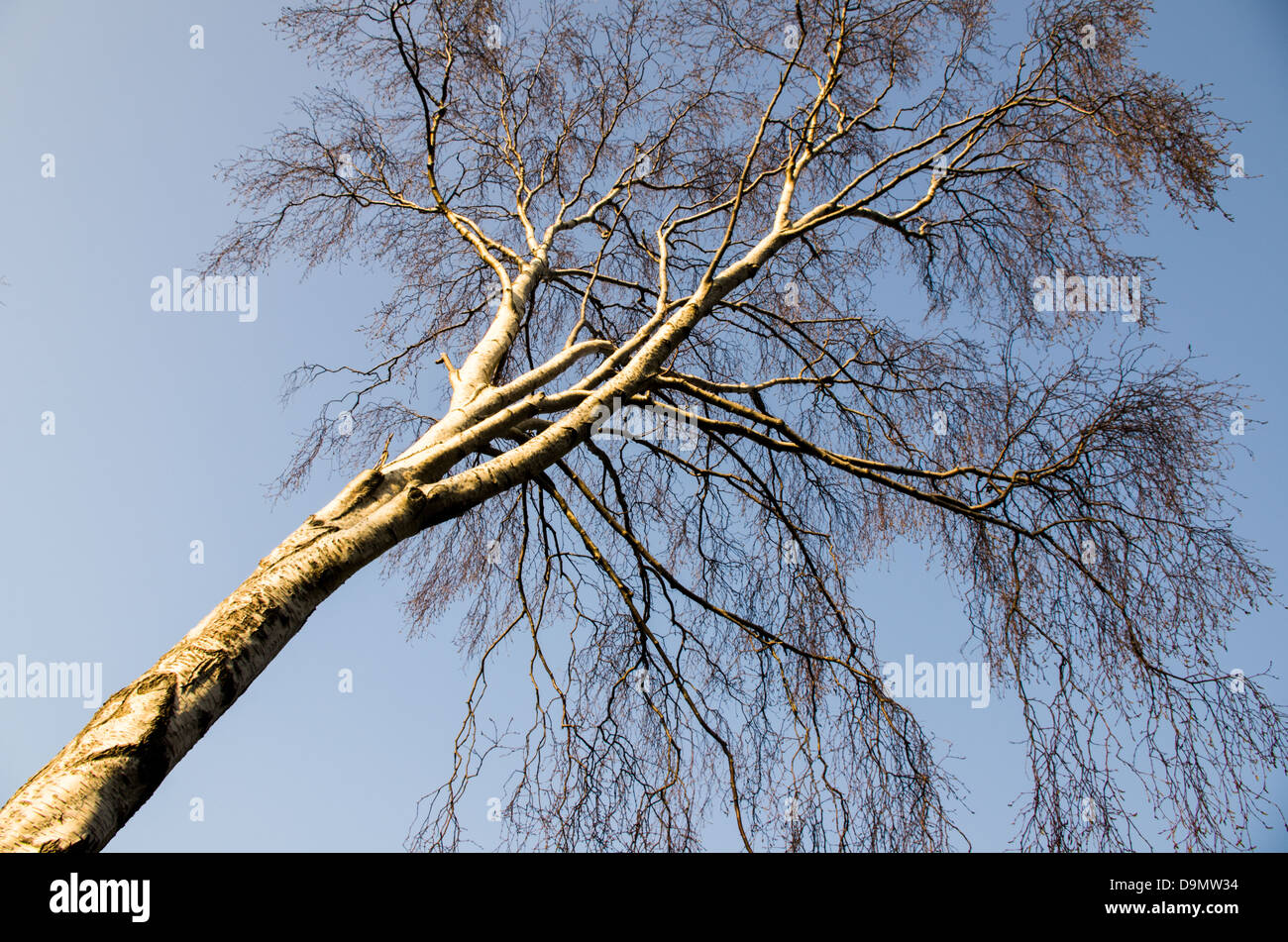 A close-up of a birch tree looking upwards in spring with no foliage. Stock Photo